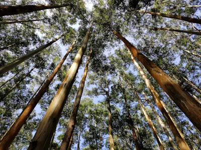 Eucalyptus Safeda Plantation India Fast Growing — PlantCare