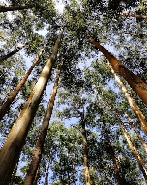 brown and green trees during daytime