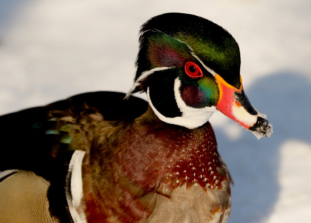 mallard duck on white surface