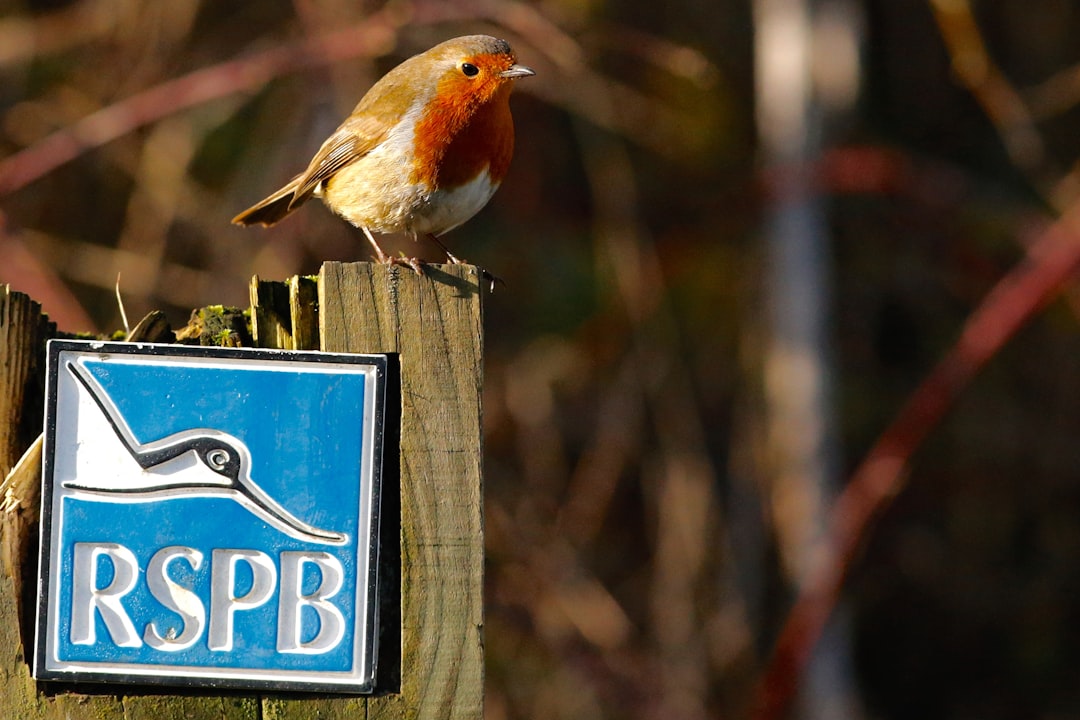 Wildlife photo spot Otmoor Lane Wiltshire