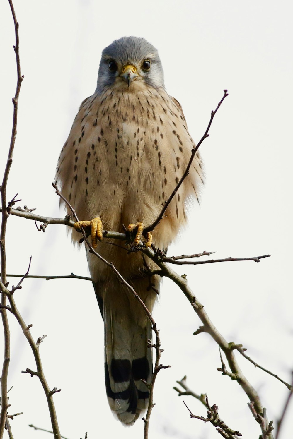 Weißer, grauer, schwarzer und brauner Vogel auf braunem Ast über bewölktem Himmel am Tag