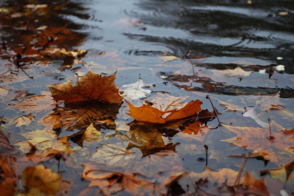 Feuilles d’automne sur plan d’eau