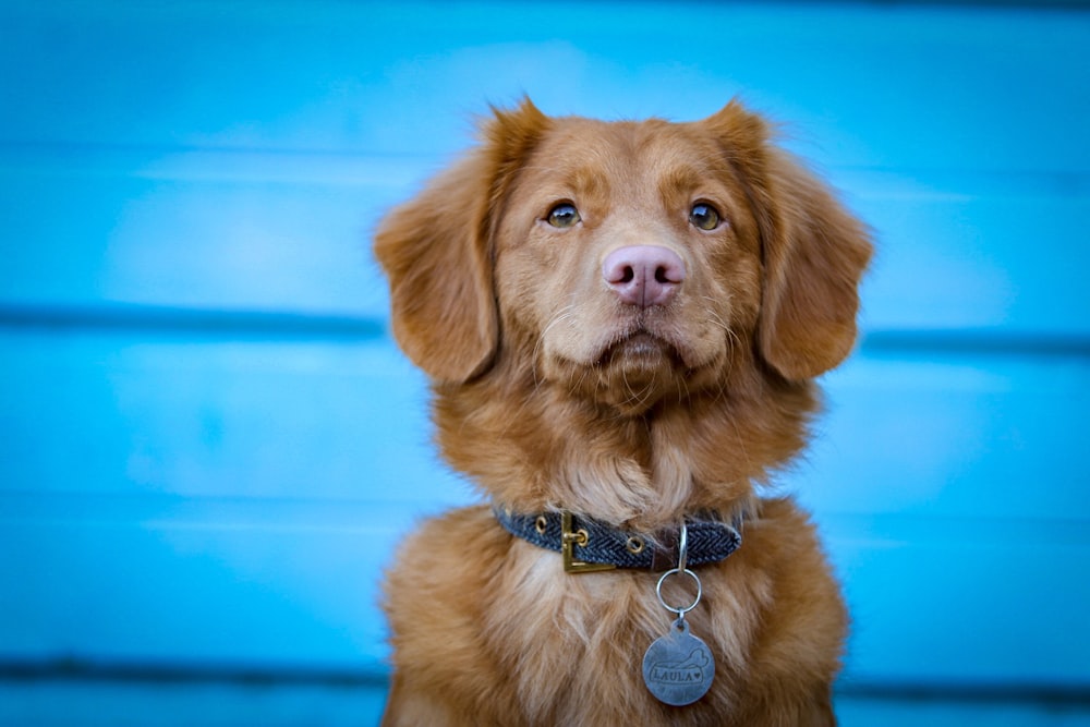 brown short coated dog with blue leash