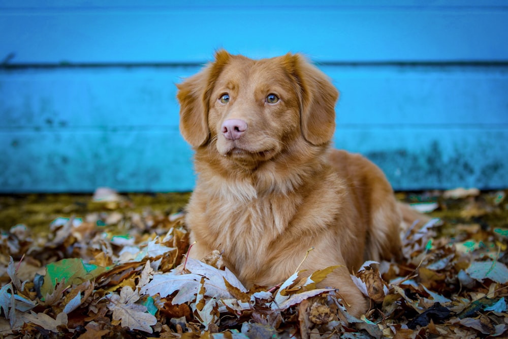 葉の上に横たわっている犬