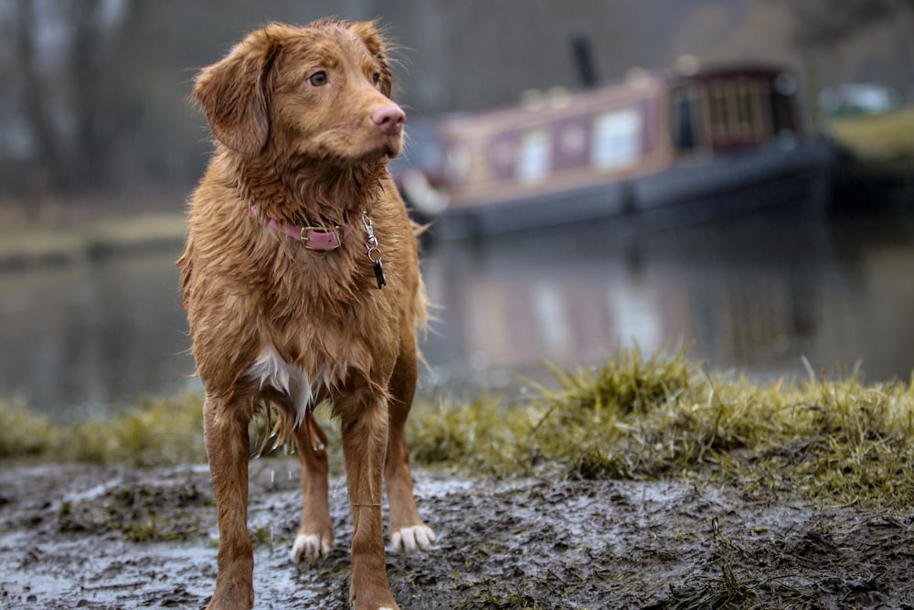 chien brun à poil long