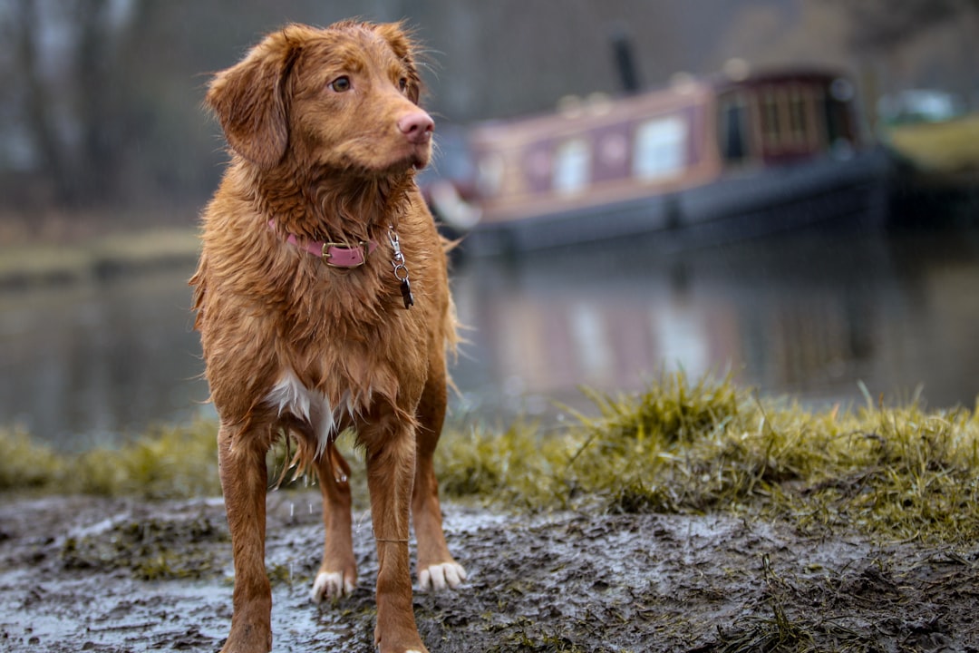 long-coated brown dog walking in the rain