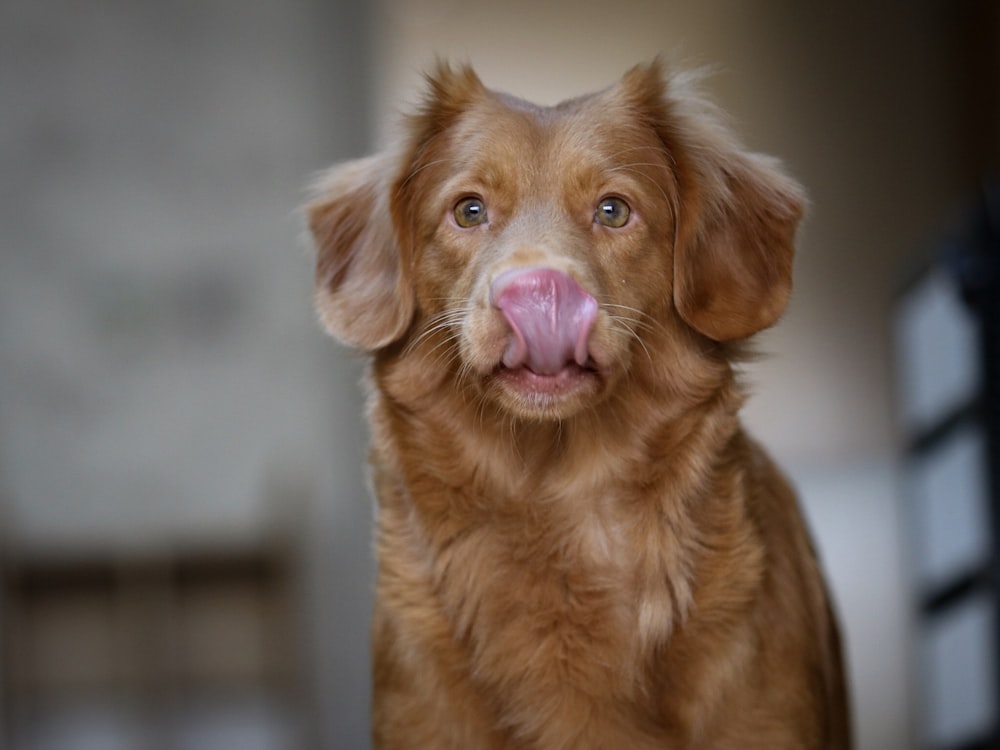 Chien brun adulte à poil long