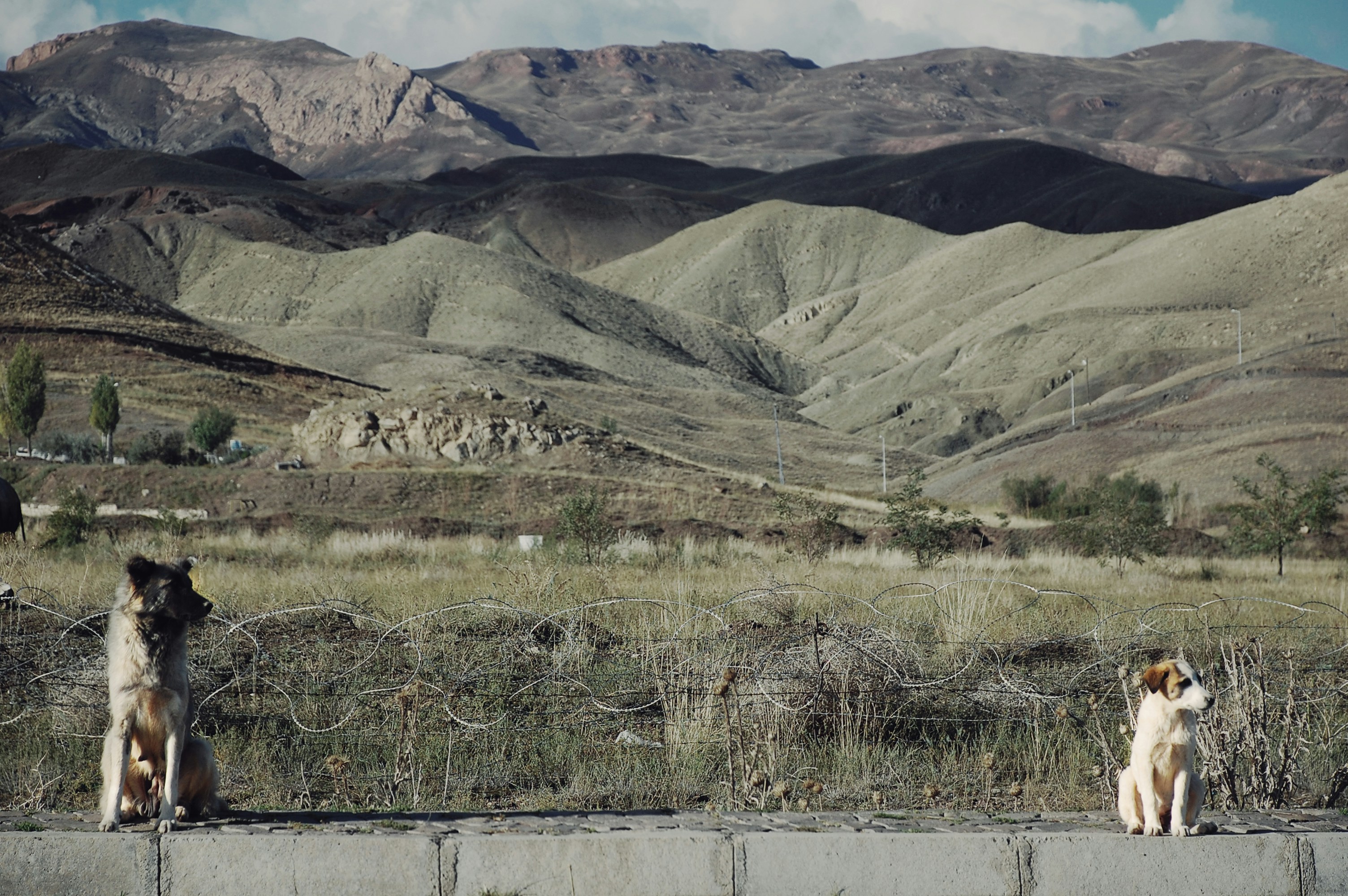 Пес в горах кабула 5 букв. Хаски в горах. Афганская овчарка. Земледелие в афганистане. Бордер колли в горах.