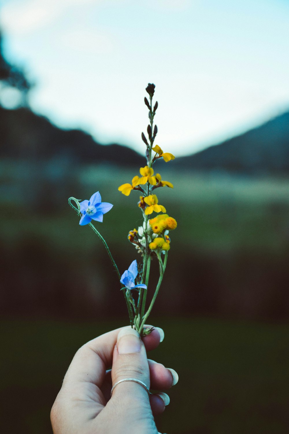 person holding yellow and blue petaled flowers