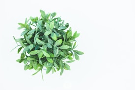 A top-down view of a small, lush, green plant with dense foliage. The leaves are oval-shaped and tightly packed, creating a vibrant, natural texture against a plain white background.