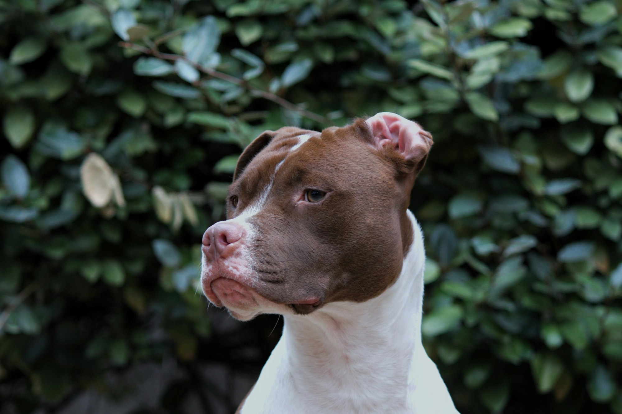 white pitbull