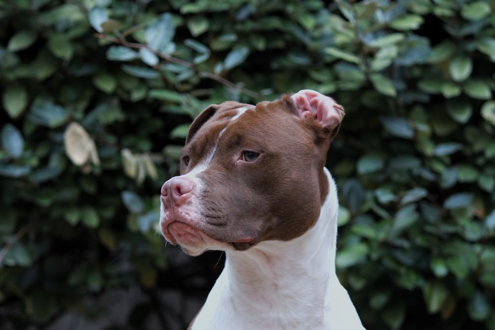 short-coated white and brown dog