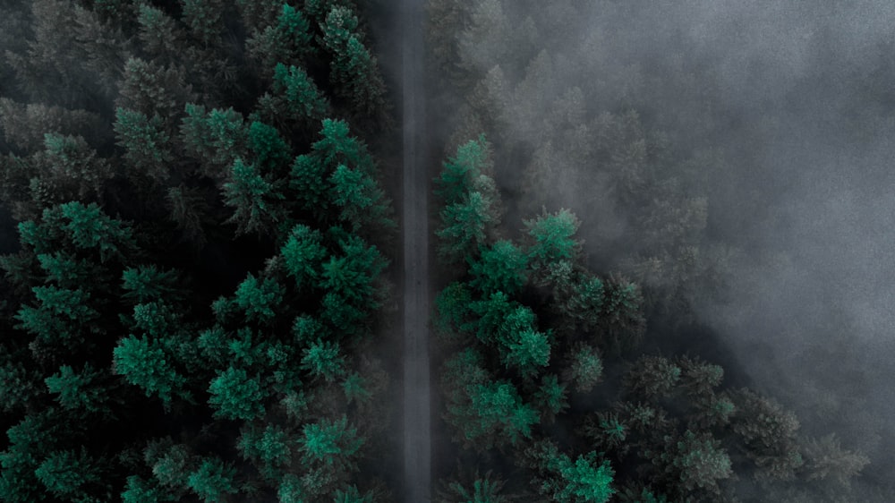 aerial photo of road surrounded by trees during daytime