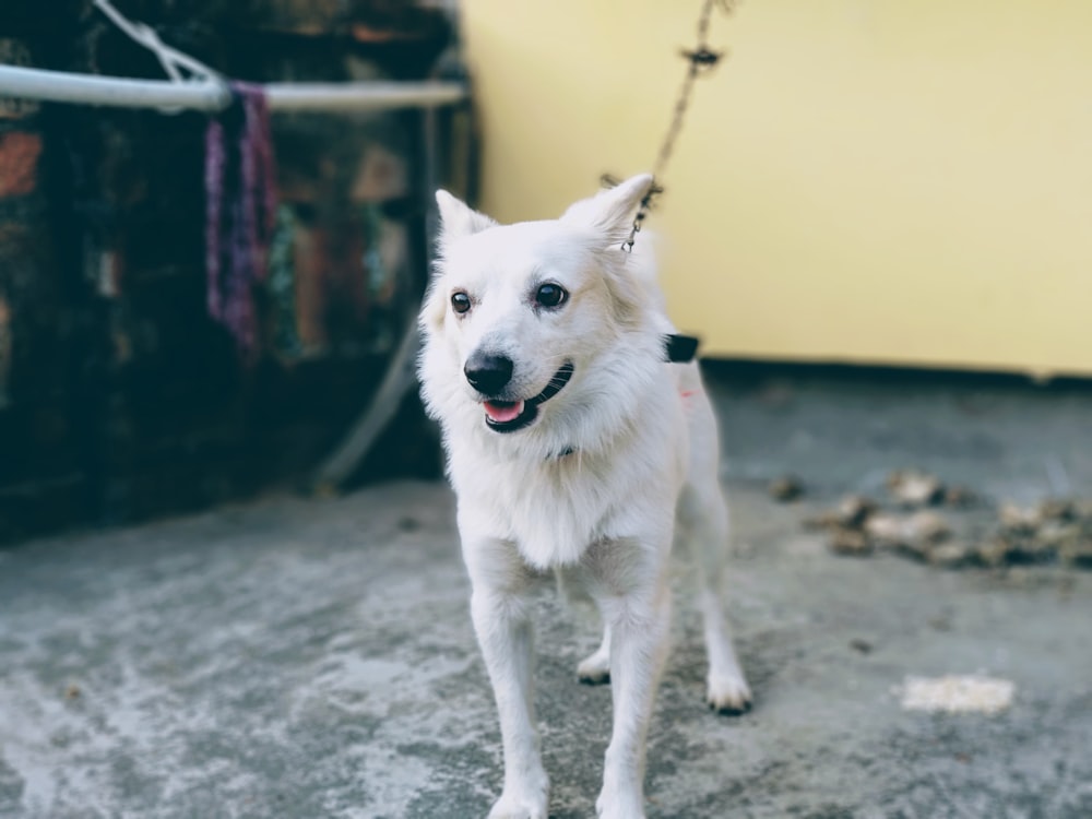 ショートコートの白い犬の浅い焦点の写真