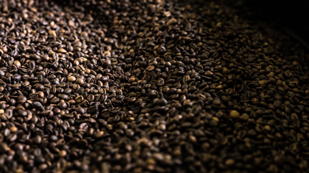 coffee grain lot