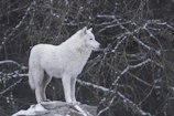 A majestic wolf standing on a moss-covered rock under a twilight sky.