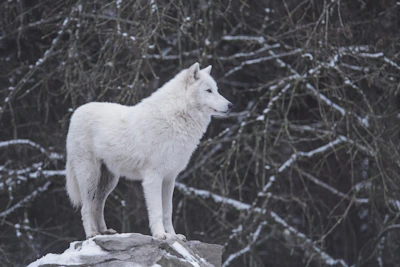 A serene wolf standing on a rocky ledge under a full moon, embodying calm wisdom.