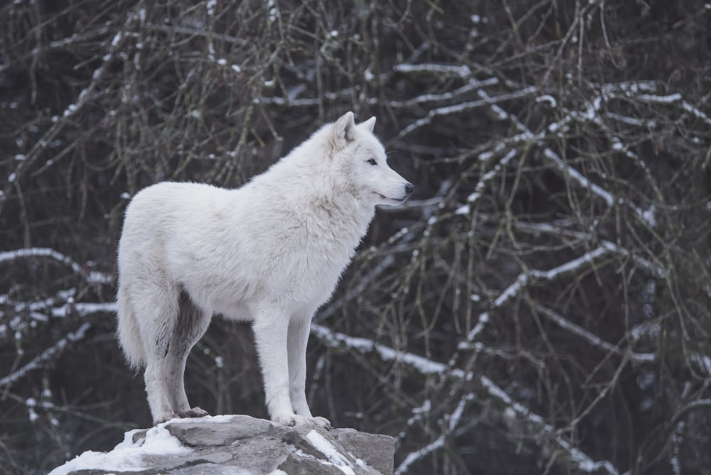 weißer Wolf steht neben schwarzen und grauen Bäumen
