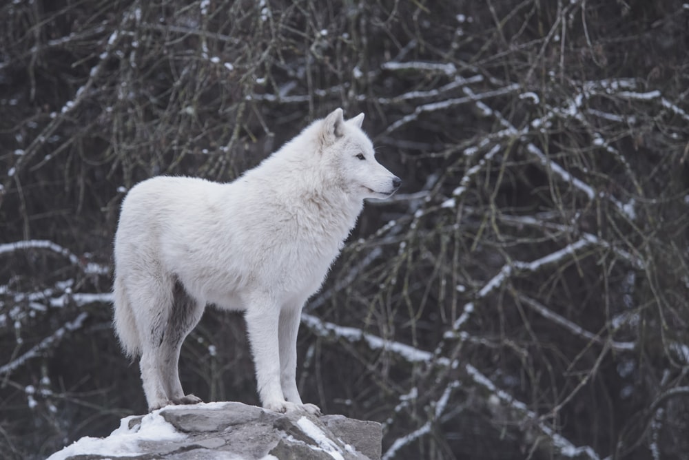 white wolf standing beside black and gray trees