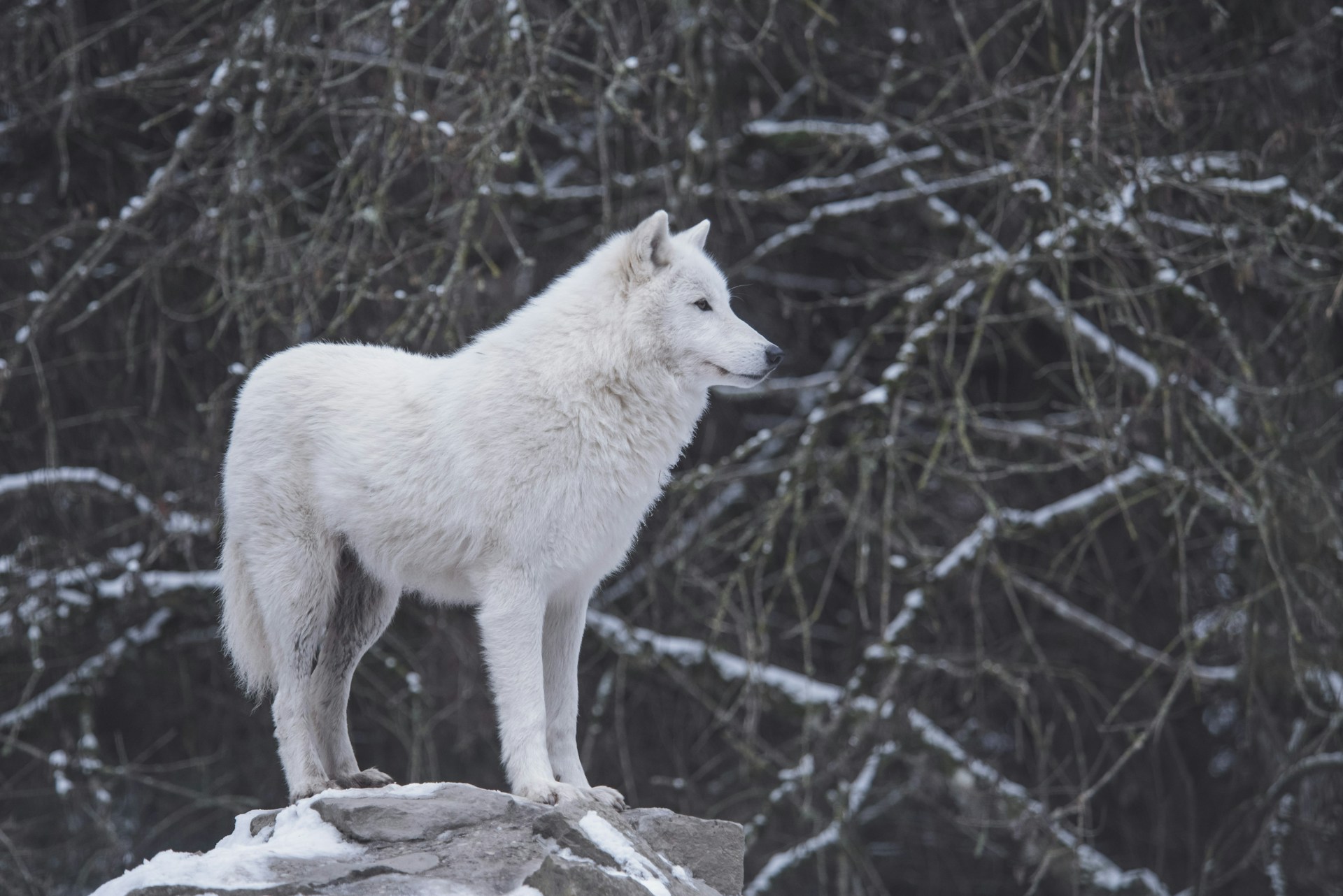 A lone wolf standing proudly on a rocky outcrop under a starry night sky, embodying strength and the spirit of alpha wolf.