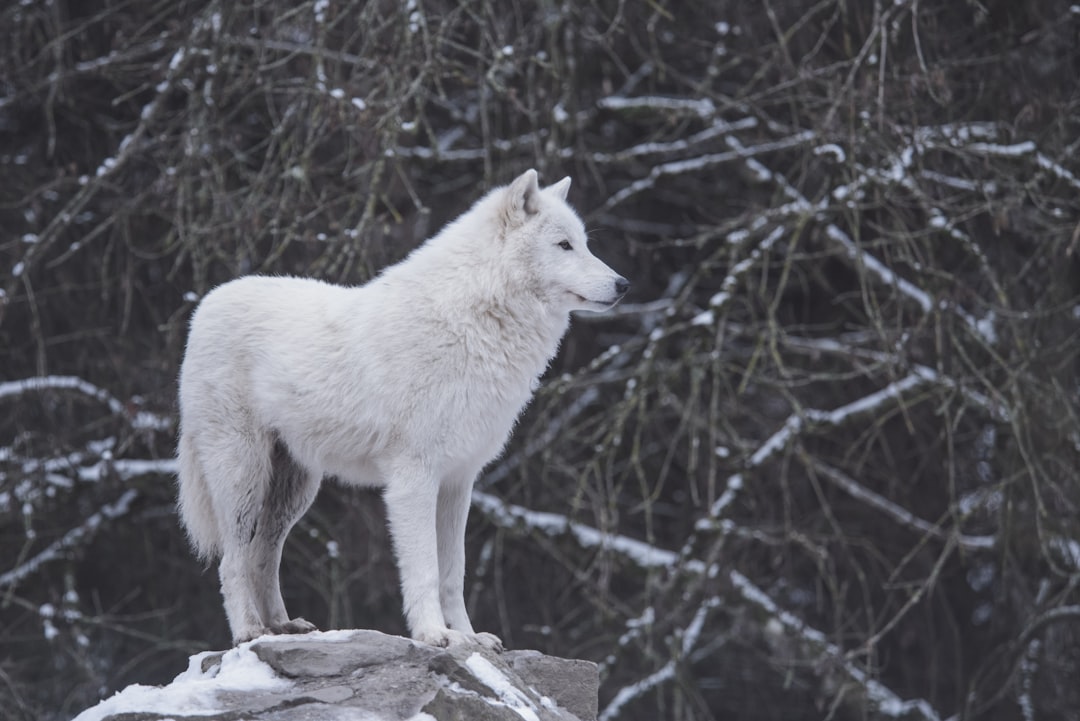  white wolf standing beside black and gray trees arctic wolf