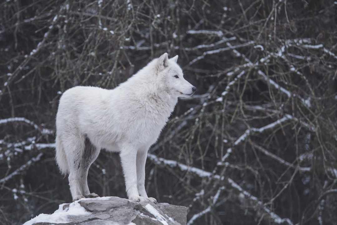  white wolf standing beside black and gray trees wolf