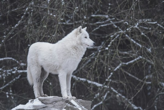A solitary white wolf stands majestically on a snow-covered rock, surrounded by a dense forest with interlacing branches lightly dusted with snow. The wolf gazes intently into the distance, appearing calm and poised.