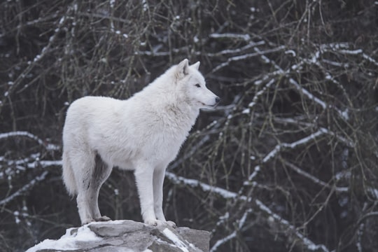 white wolf standing beside black and gray trees in Vaud Switzerland