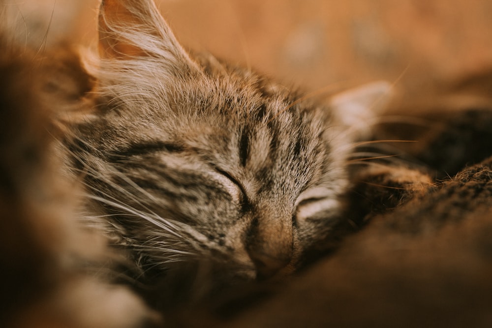 brown tabby kitten closeup photography