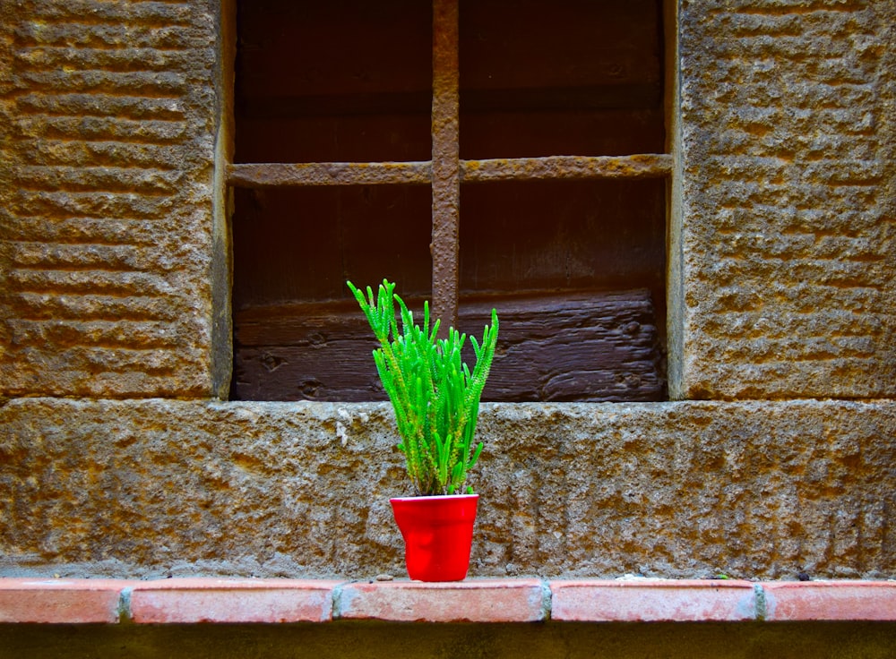 green plant on red pot
