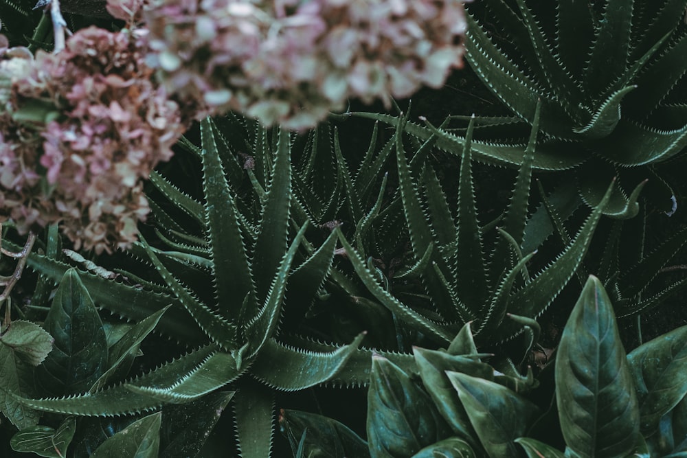 green aloe vera plants