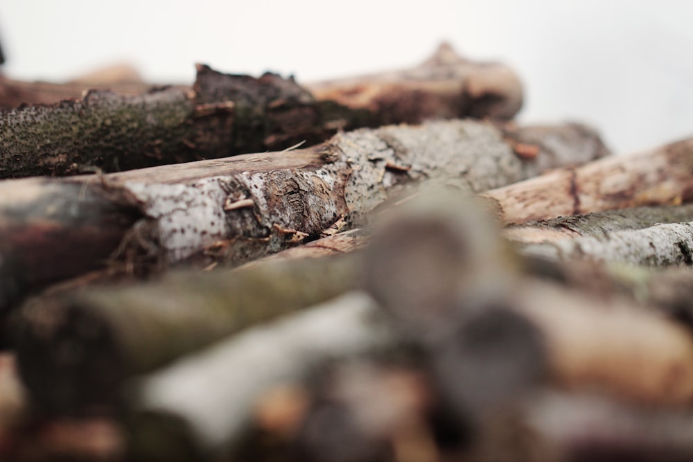 selective focus photography of firewood