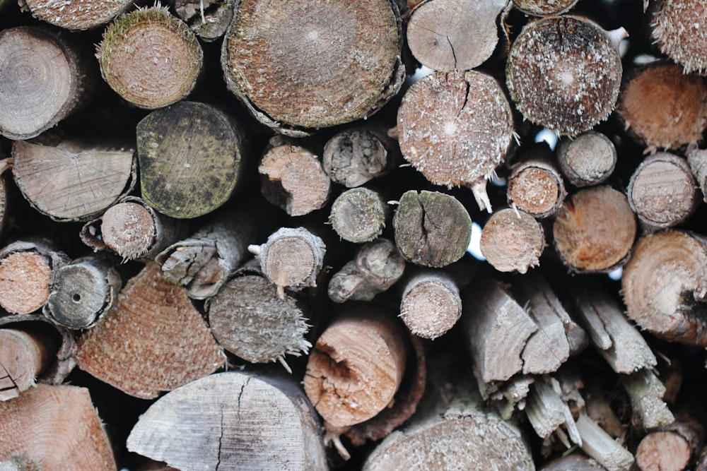 closeup photography of firewood stack