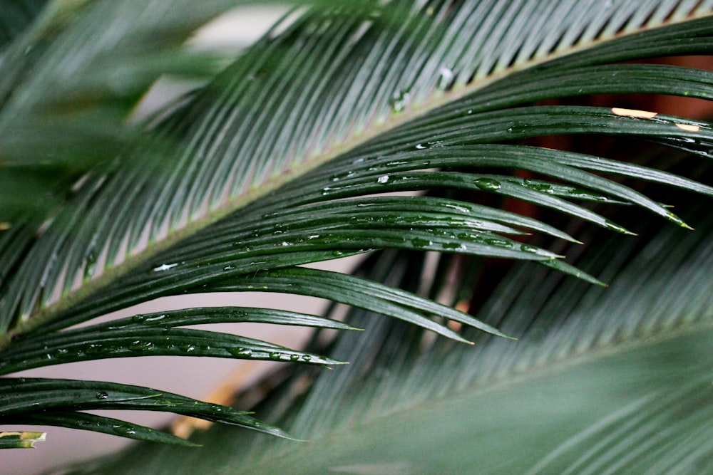 closeup photography of green leaf plant