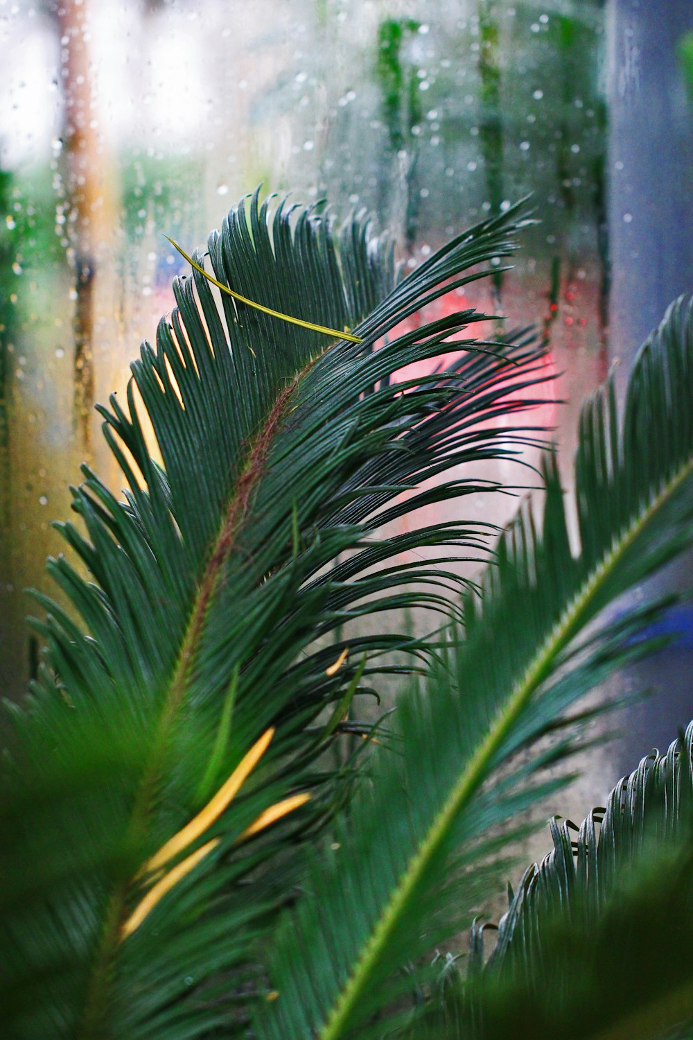 Fotografía de primer plano de palmera de sagú verde