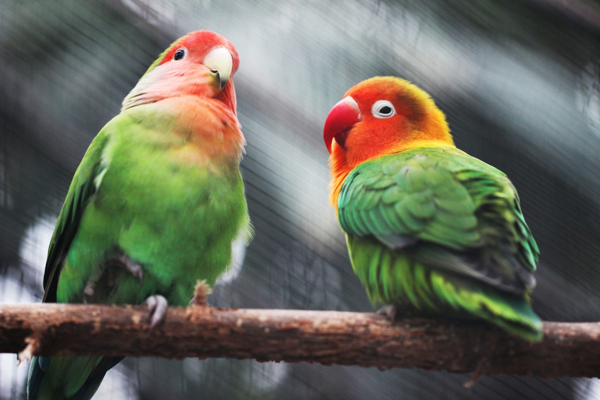 Lovebird Biola Dewasa Siap Ternak