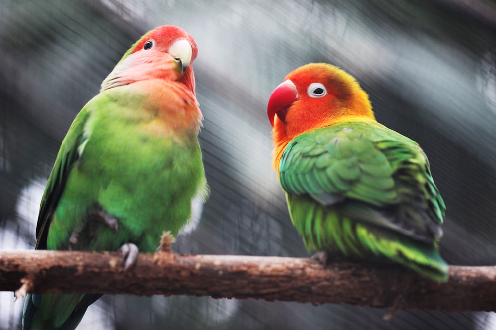 two parakeets