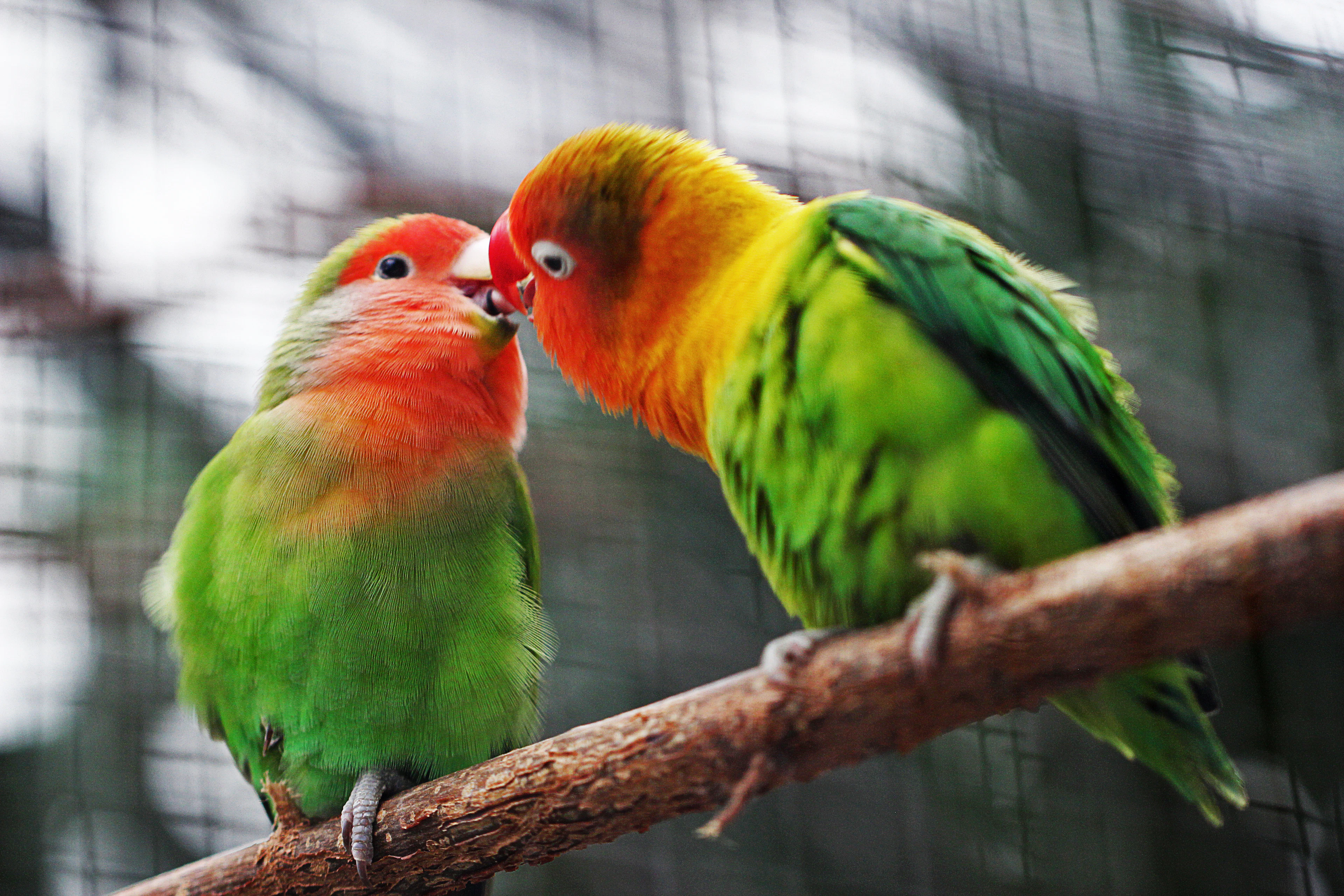 Two peach-faced lovebirds sitting together on a branch