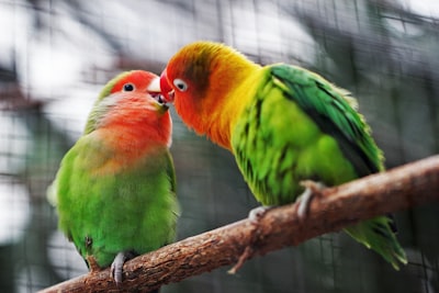 two birds on branch romantic zoom background