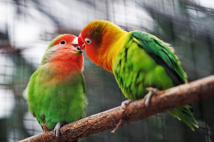 The love birds