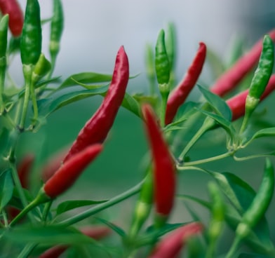 red and green jalapeno chillis