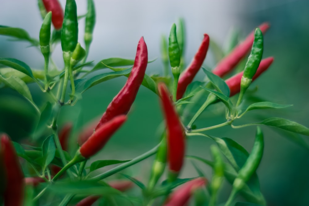 red and green jalapeno chillis