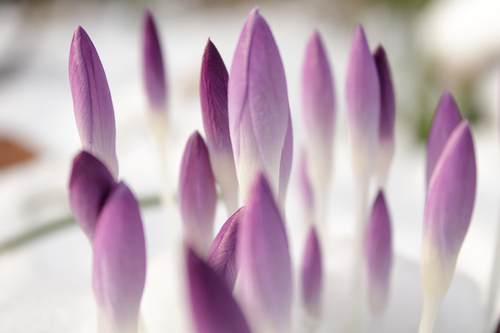 Photographie à mise au point peu profonde de fleurs violettes