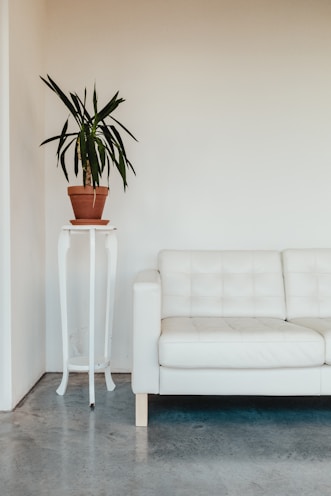 green leaf plant on brown pot next to a white couch