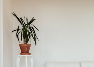 green leaf plant on brown pot