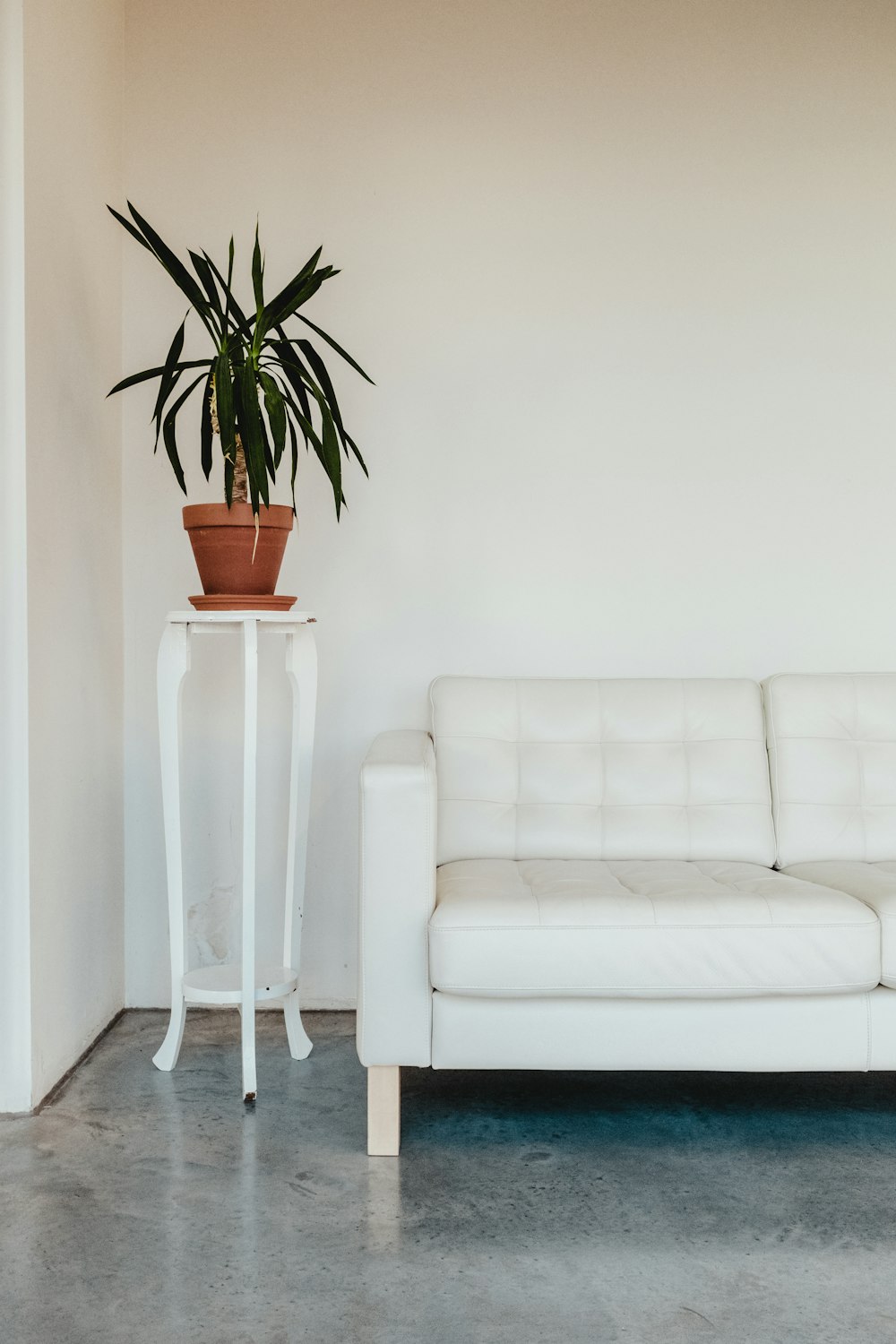 plante à feuilles vertes sur pot brun