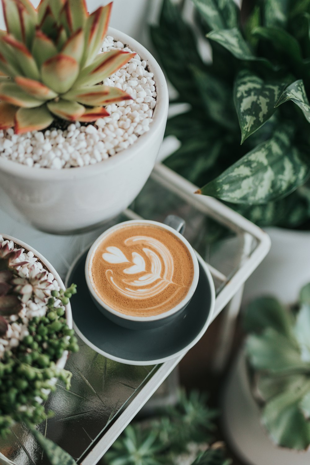 tasse à thé avec expresso à côté d’une plante succulente