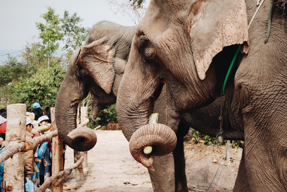 two gray elephants during daytime