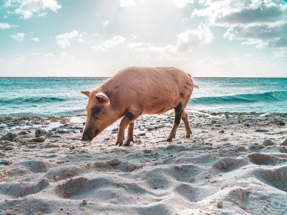 近くの海の海岸を歩く茶色の豚