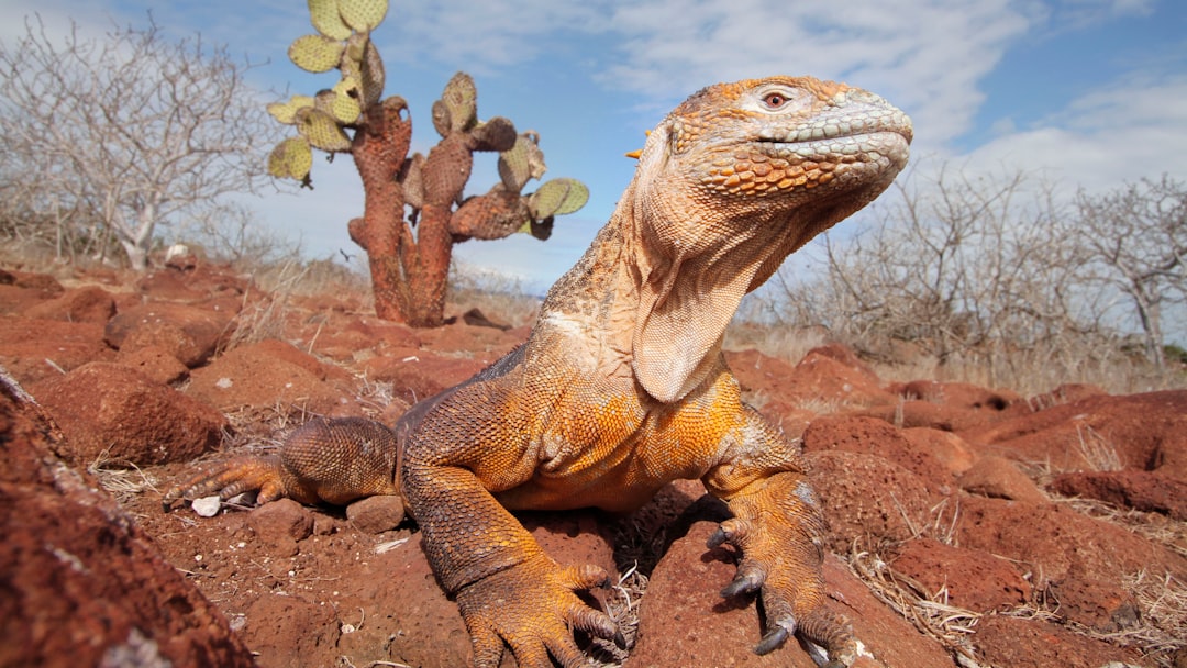 brown komodo dragon on pile of dirt photo Free Animal brown komodo dragon on pile of dirt photo Free Animal